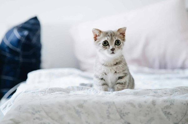 Peut-on entraîner un chaton Exotic Shorthair à pratiquer l'agility féline ?