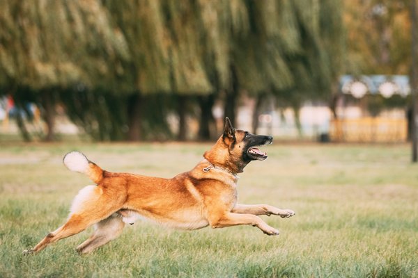 Actualités des chiens : conseils et histoires émouvantes pour les amoureux des animaux